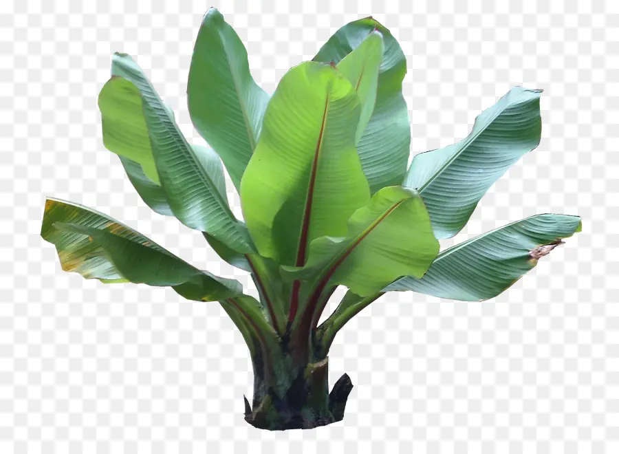 Barringtonia Asiatica，Planta PNG