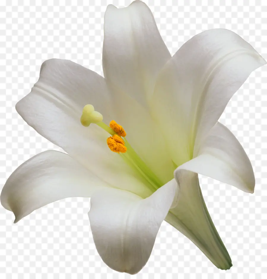 Lilium Candidum，Lírio De Páscoa PNG