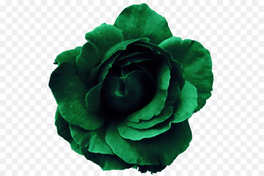 Rosa Verde，Flor PNG