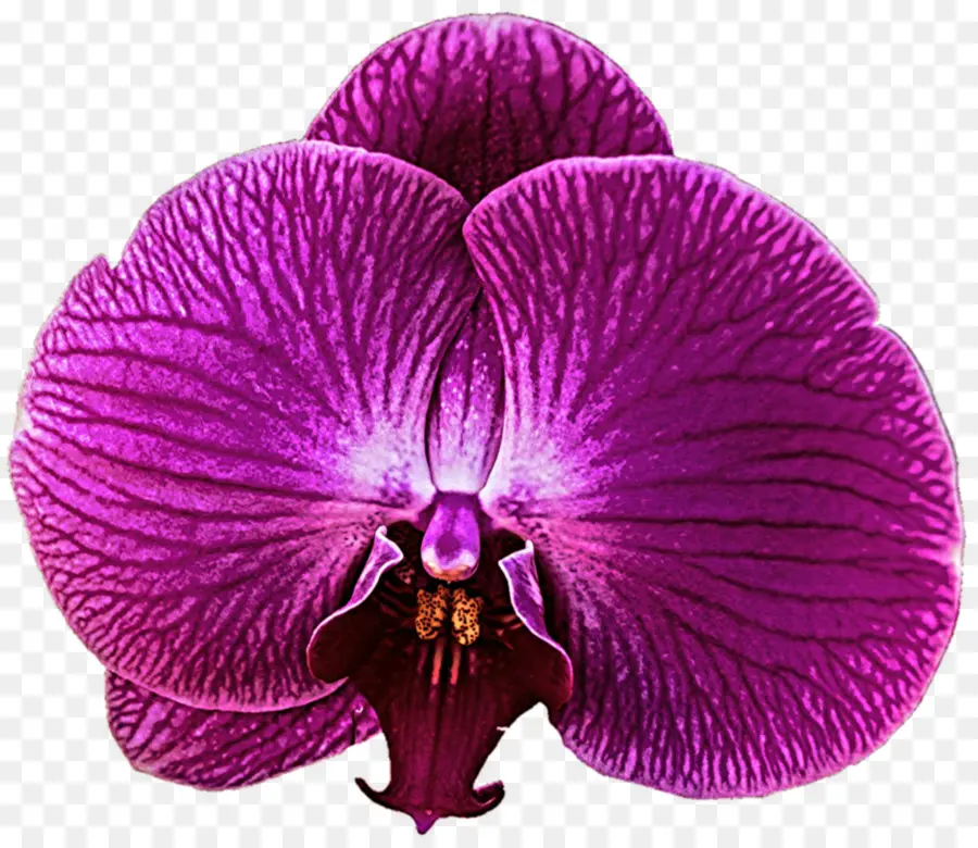 Zygopetalum，Roxo PNG