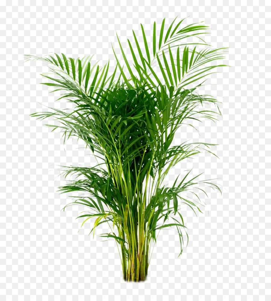Palmeira Areca，Arecaceae PNG
