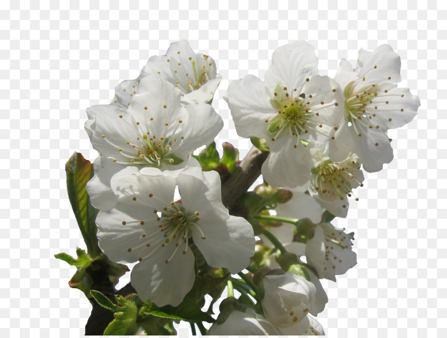 Flor De Cerejeira，Filial PNG