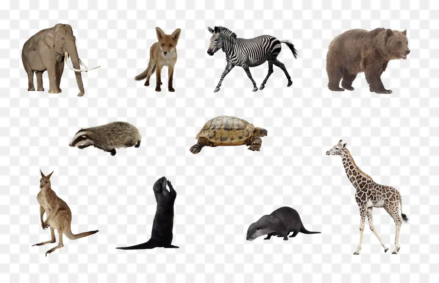 Aves，Animais PNG