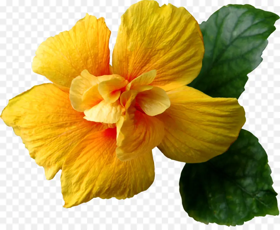 Flor，Amarelo PNG