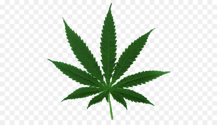 A Cannabis Sativa，Cannabis PNG
