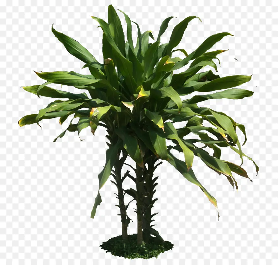 Plantar，Verde PNG