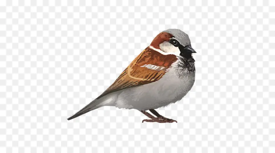 Pardal，Aves PNG