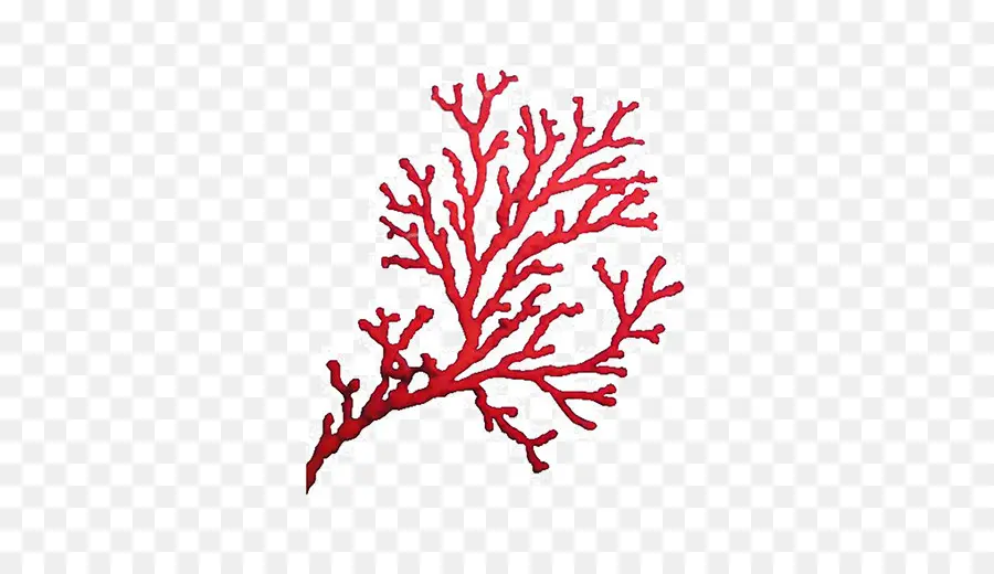 Coral，Vermelho PNG