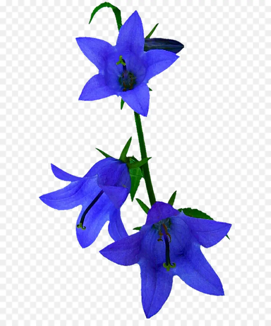Harebell，Flor PNG