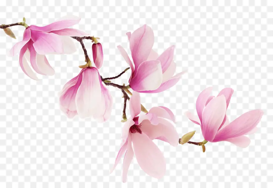 Sul Magnolia，Liriodendron Tulipifera PNG
