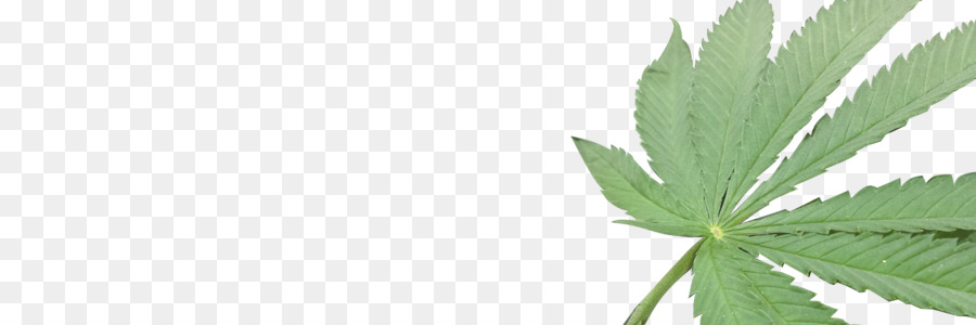 Folha De Cannabis，Maconha PNG