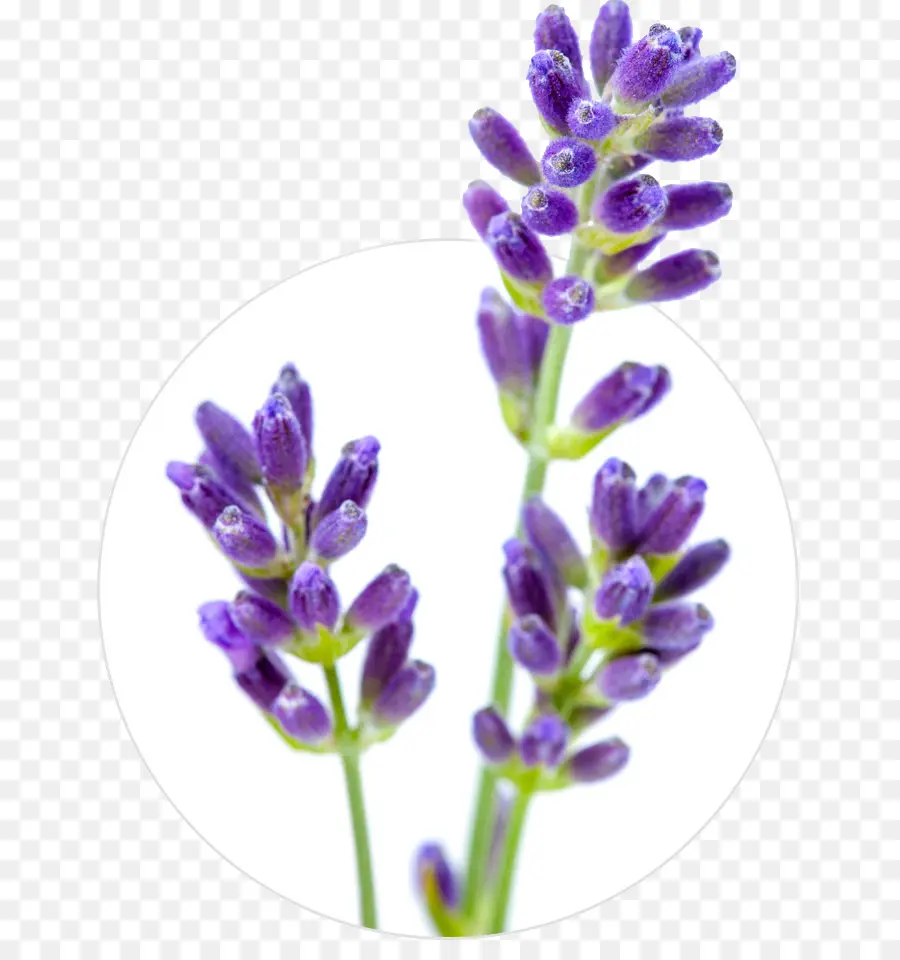 Flores Roxas，Lavanda PNG