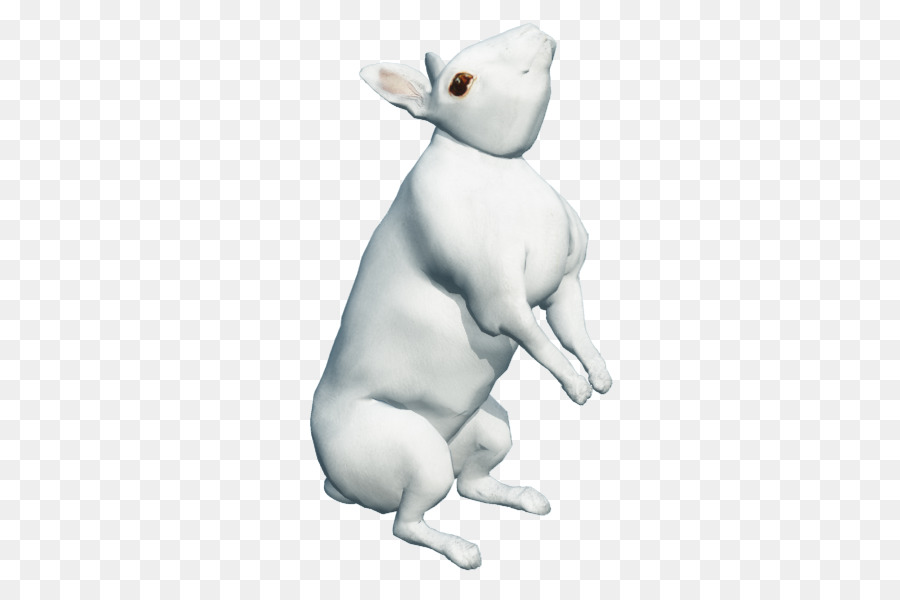 Gato，Cão PNG