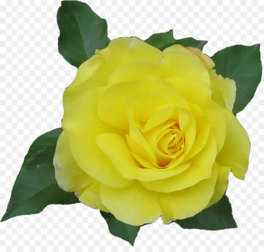 Rosa Amarela，Florescer PNG