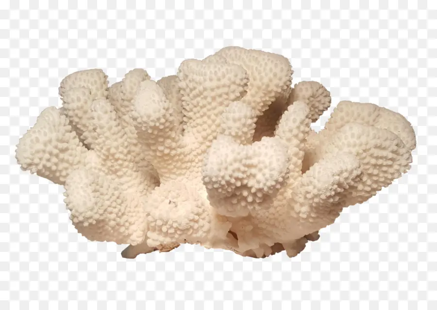 Coral Branco，Marinho PNG