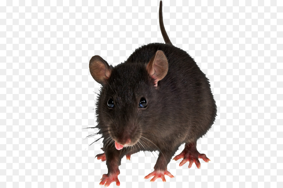 Rato Com óculos，Roedor PNG