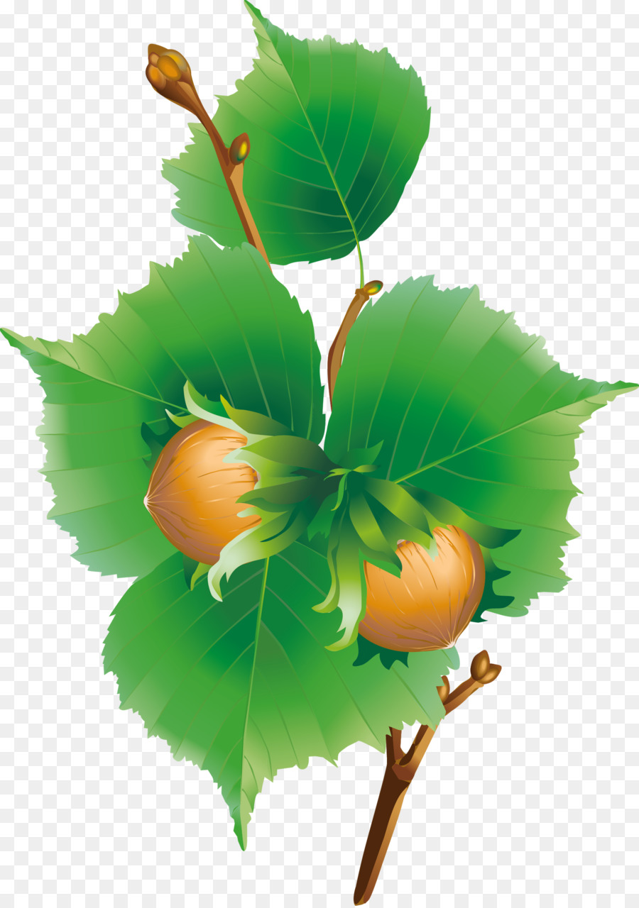 Sweet Chestnut，Download PNG