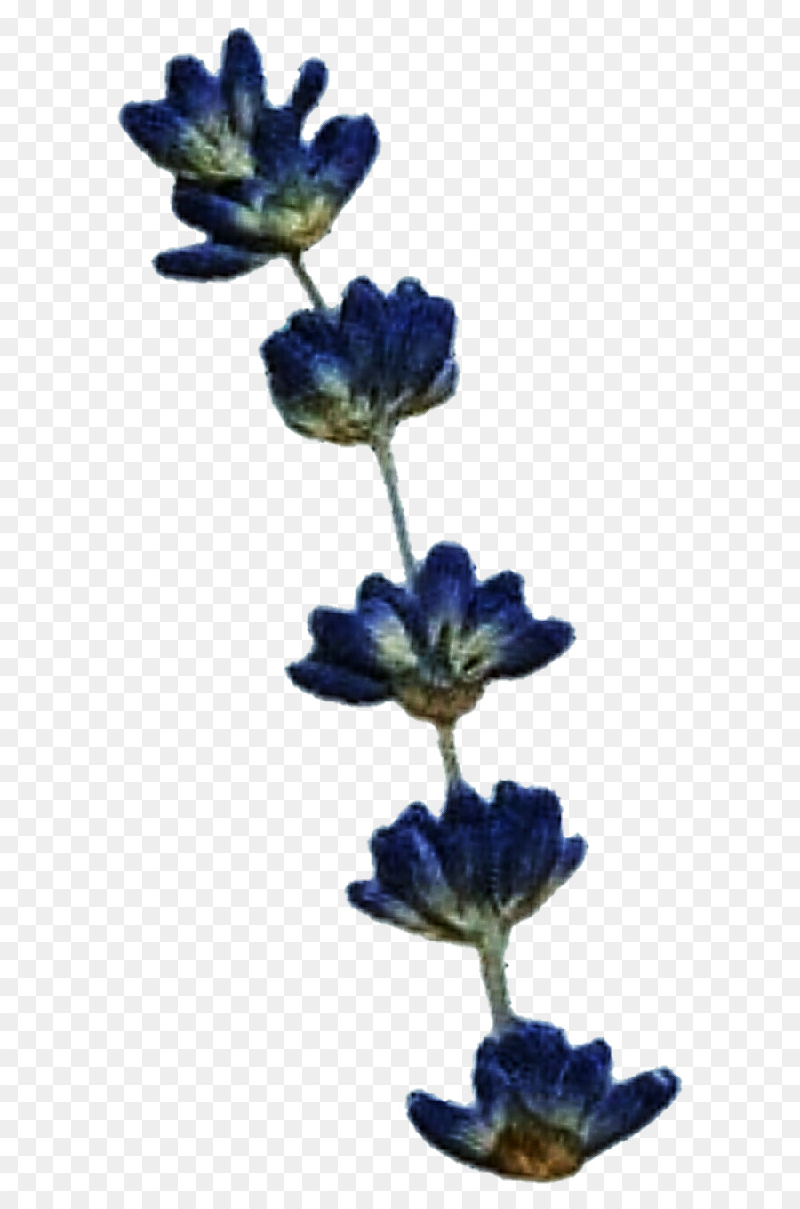 Lavanda，Roxo PNG