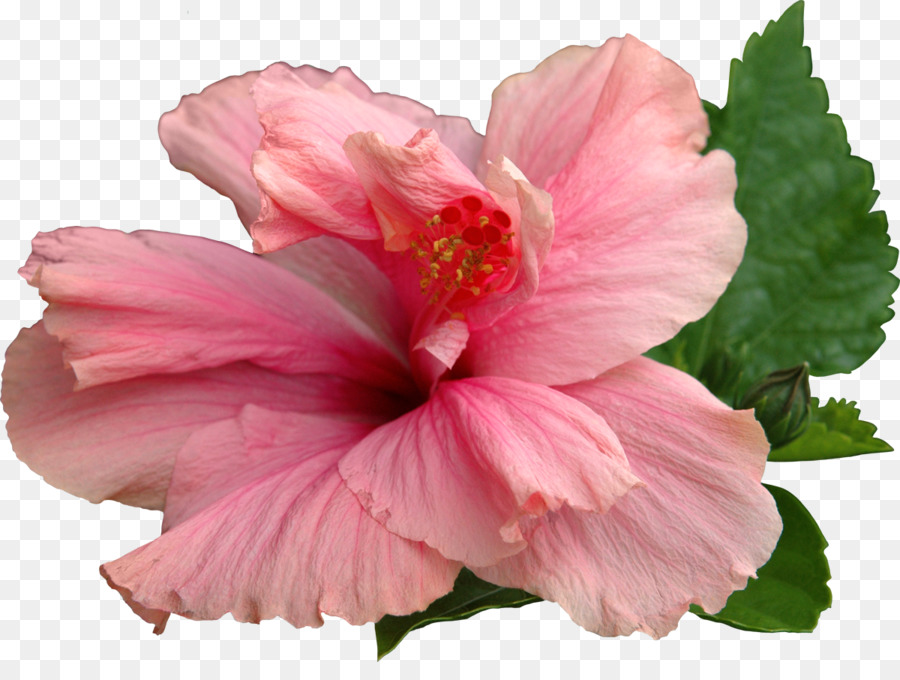 Comum De Hibisco，Flor PNG