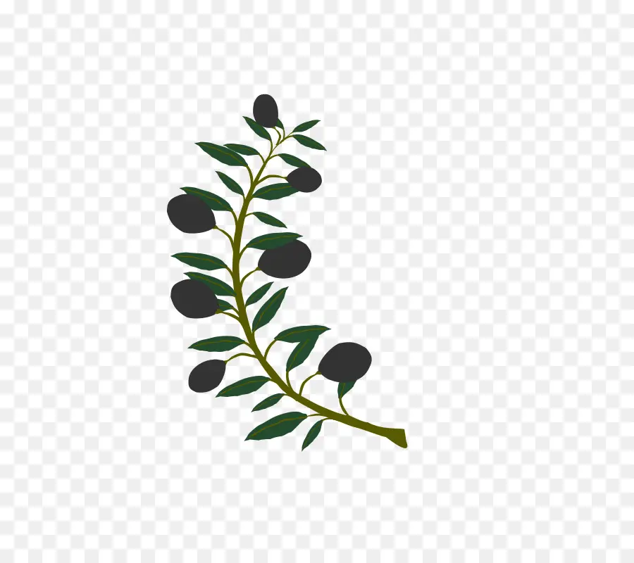 Azeite De，Olive Branch PNG