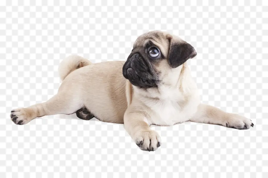 Pug，Filhote De Cachorro PNG