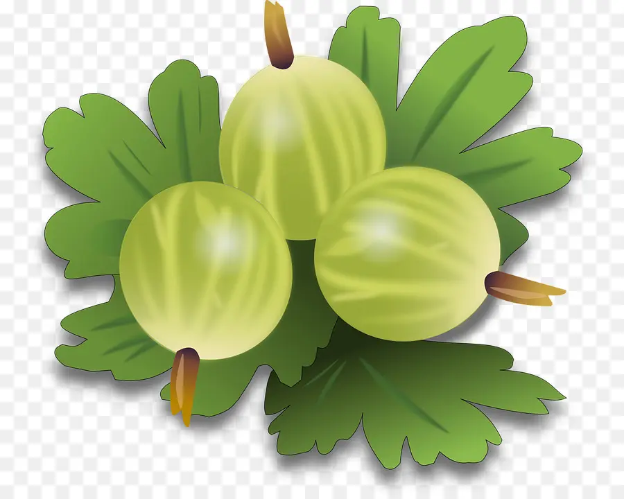 Gooseberry，Berry PNG
