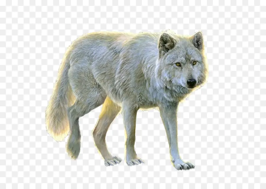 Lobo，Canino PNG