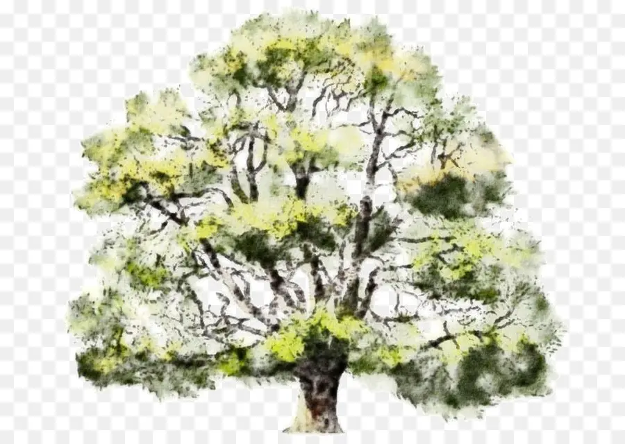 árvore，Pintura Em Aquarela PNG