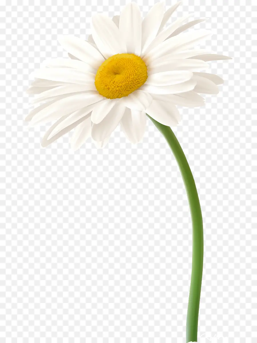 Camomila Romana，Oxeye Daisy PNG