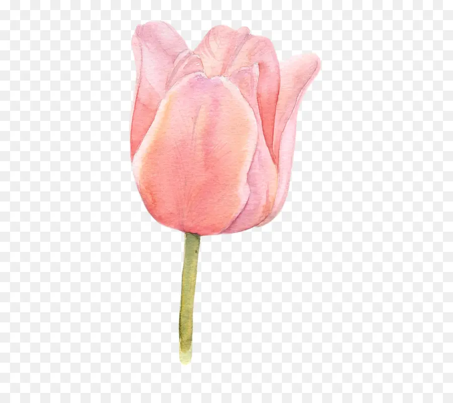 Tulipa Rosa，Tulipa PNG