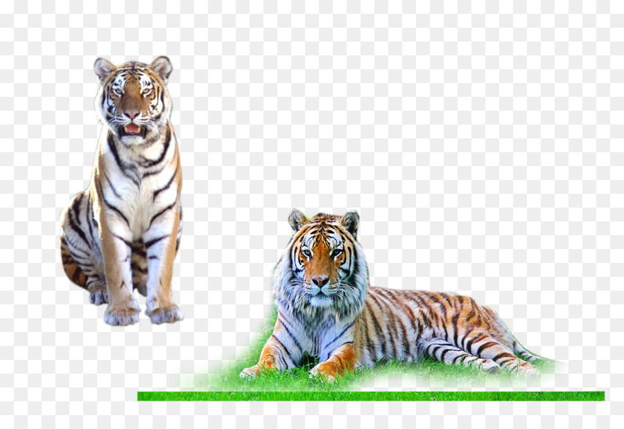 Tigres Brancos，Par PNG