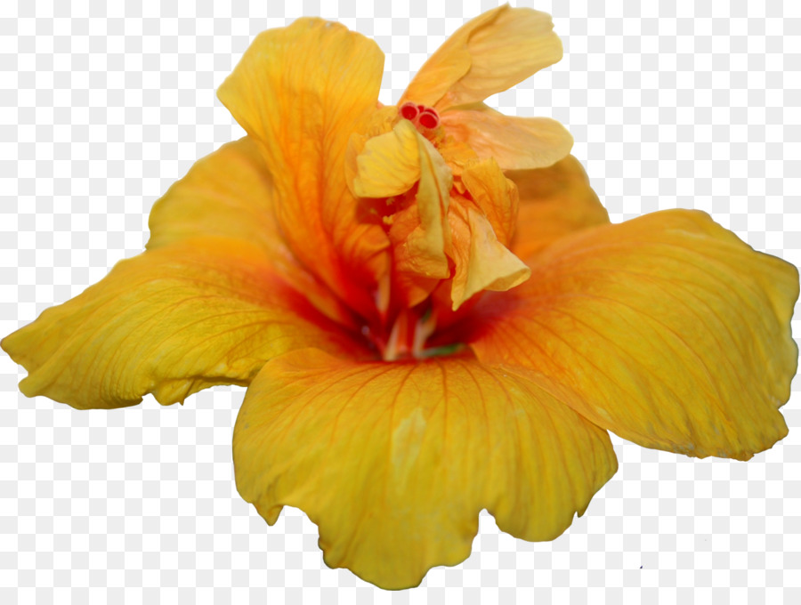 Flor Amarela，Pétalas PNG