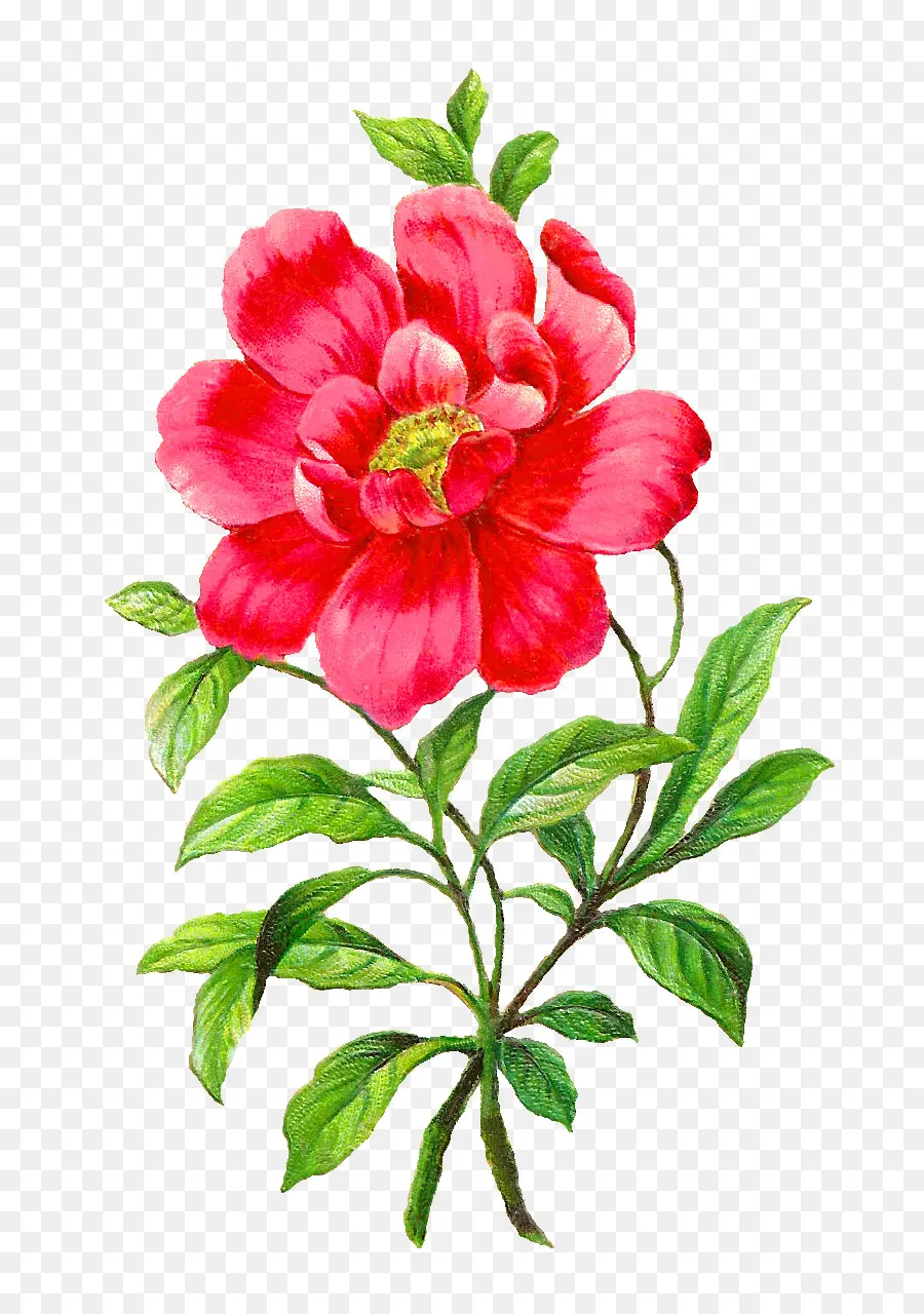 Flor，Camélia PNG