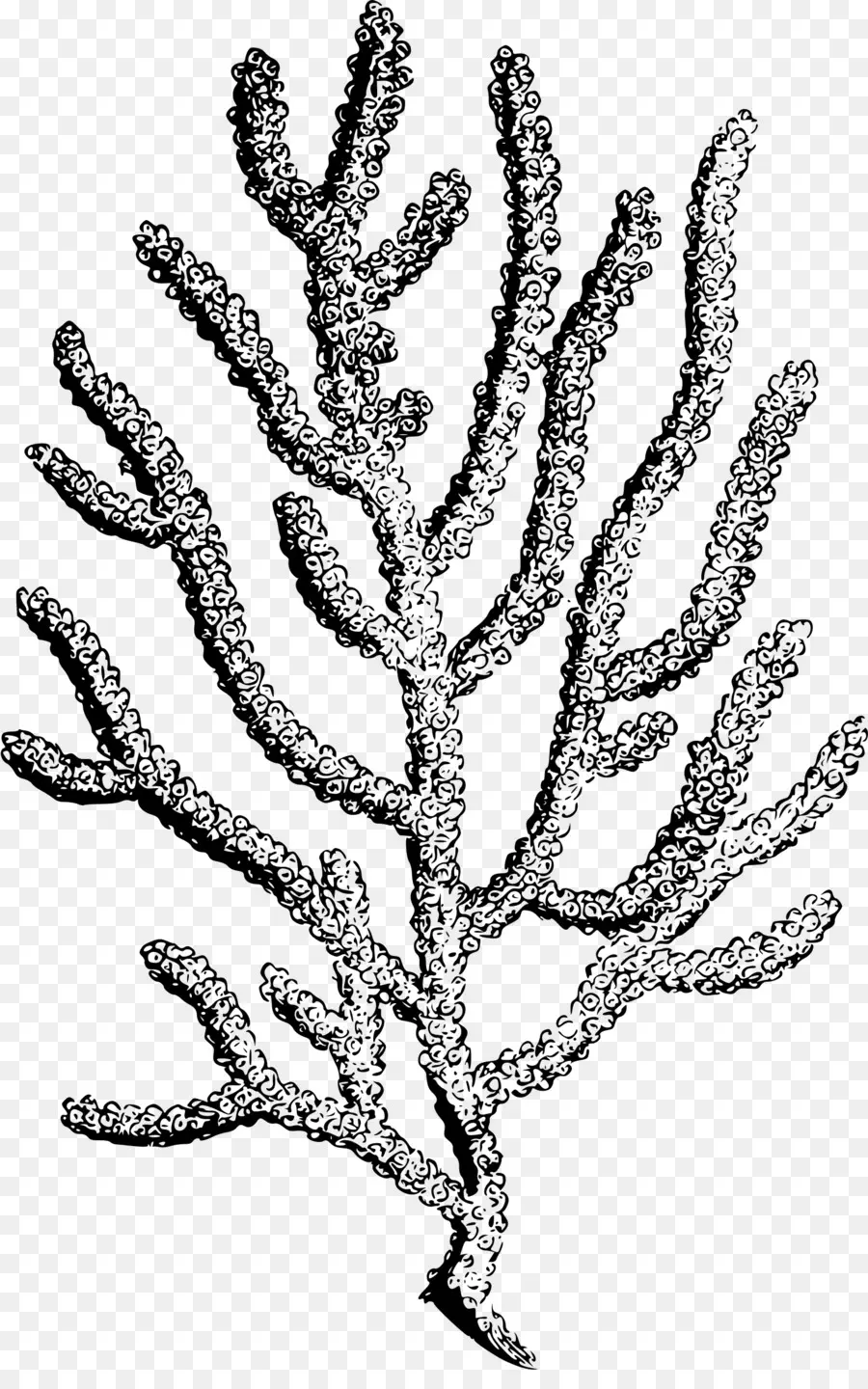 Coral，Mar PNG