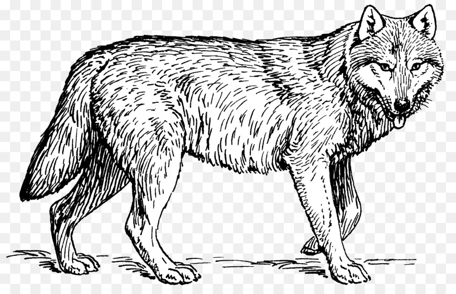 Filhote De Cachorro，Arctic Wolf PNG