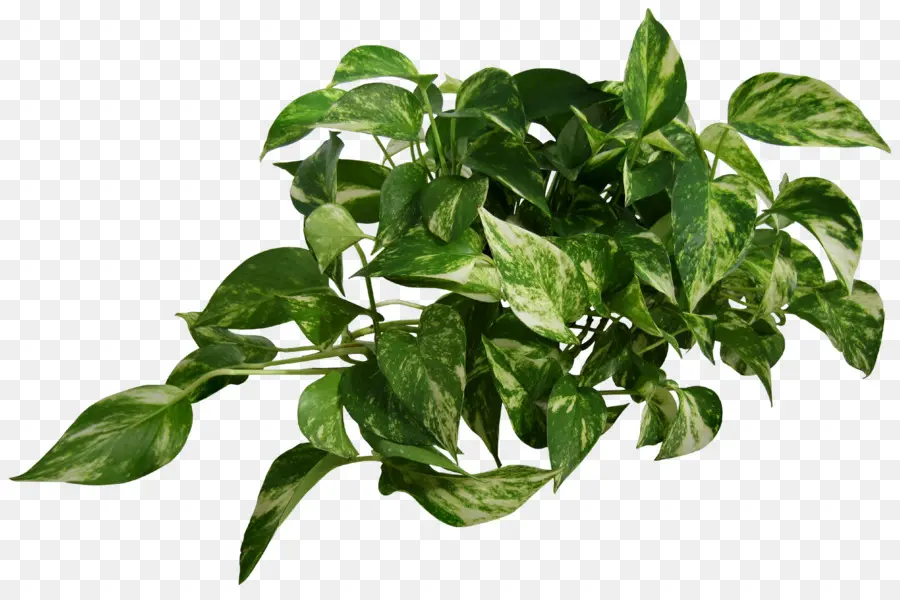 Diabo Ivy，Planta PNG