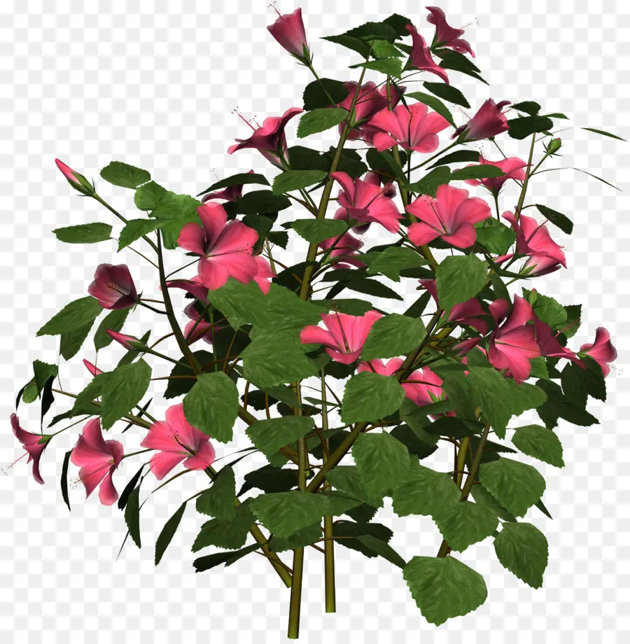 Flores Cor De Rosa，Arbusto PNG