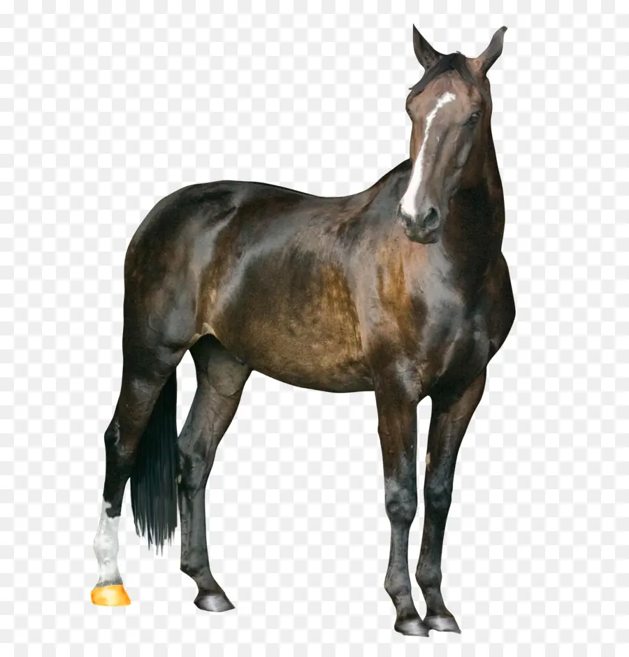 Howrse，Cavalo PNG