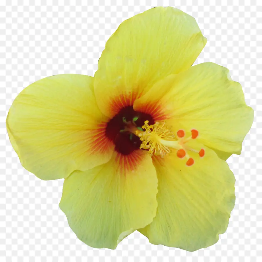 Flor Amarela，Hibisco PNG