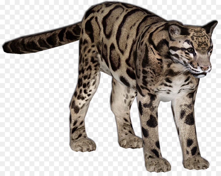 Leopardo Nublado，Selvagem PNG