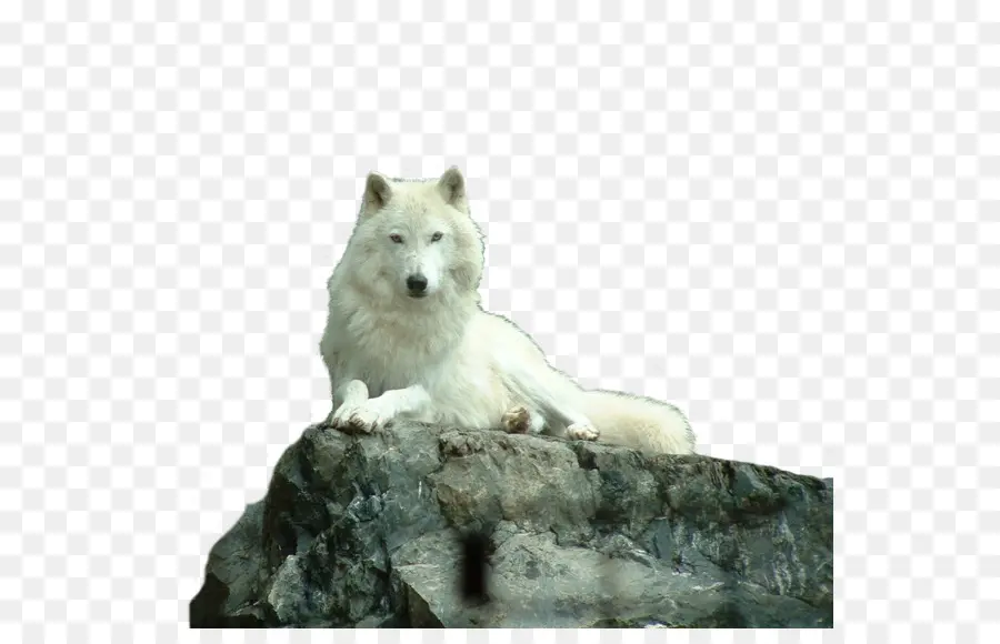 Cão，Arctic Wolf PNG