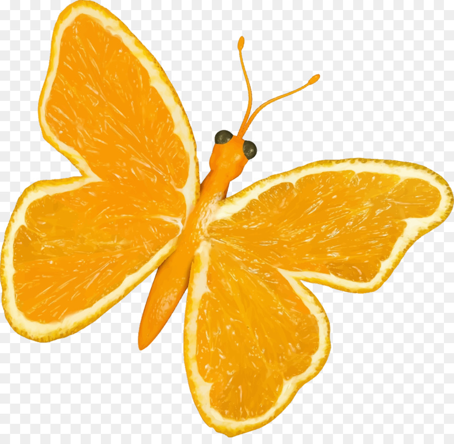 Borboleta Laranja，Fatias PNG