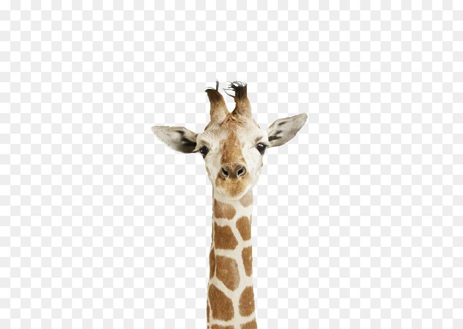 Girafas，Animais Selvagens PNG