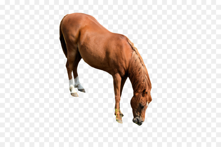 Mustang，Cavalos PNG