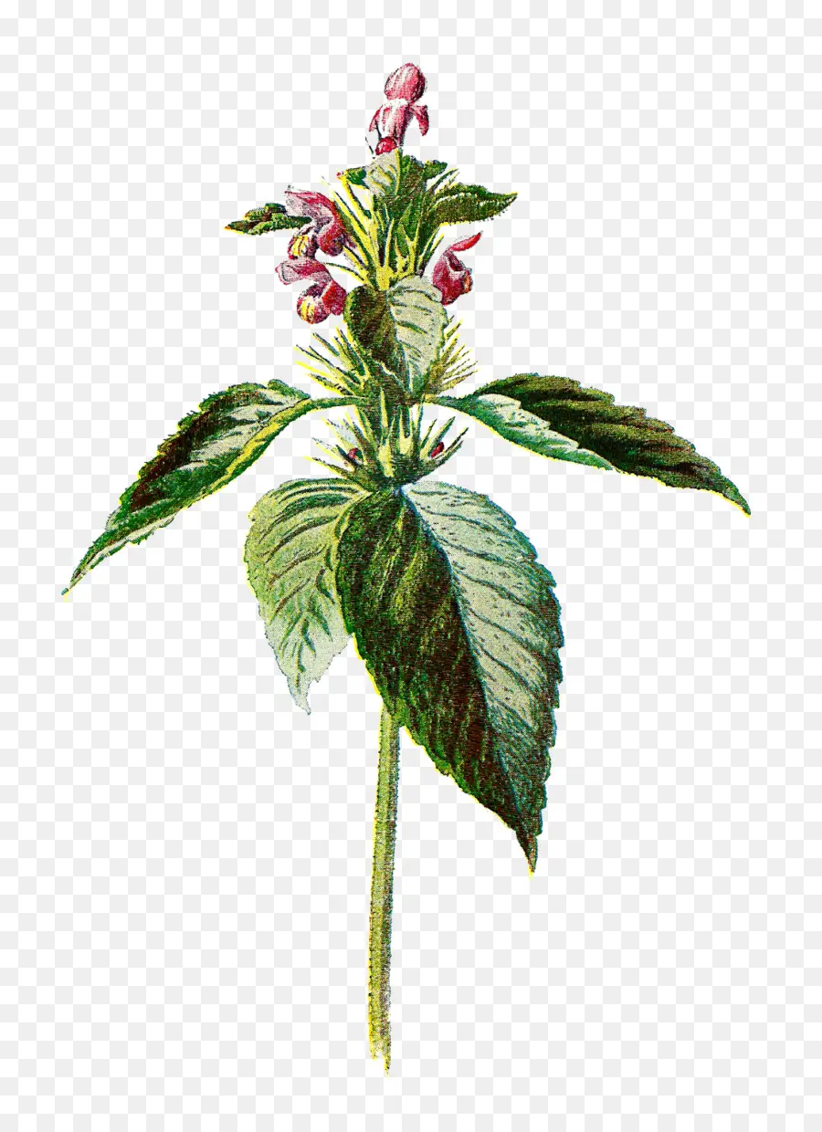 Planta Com Flores，Folhas PNG