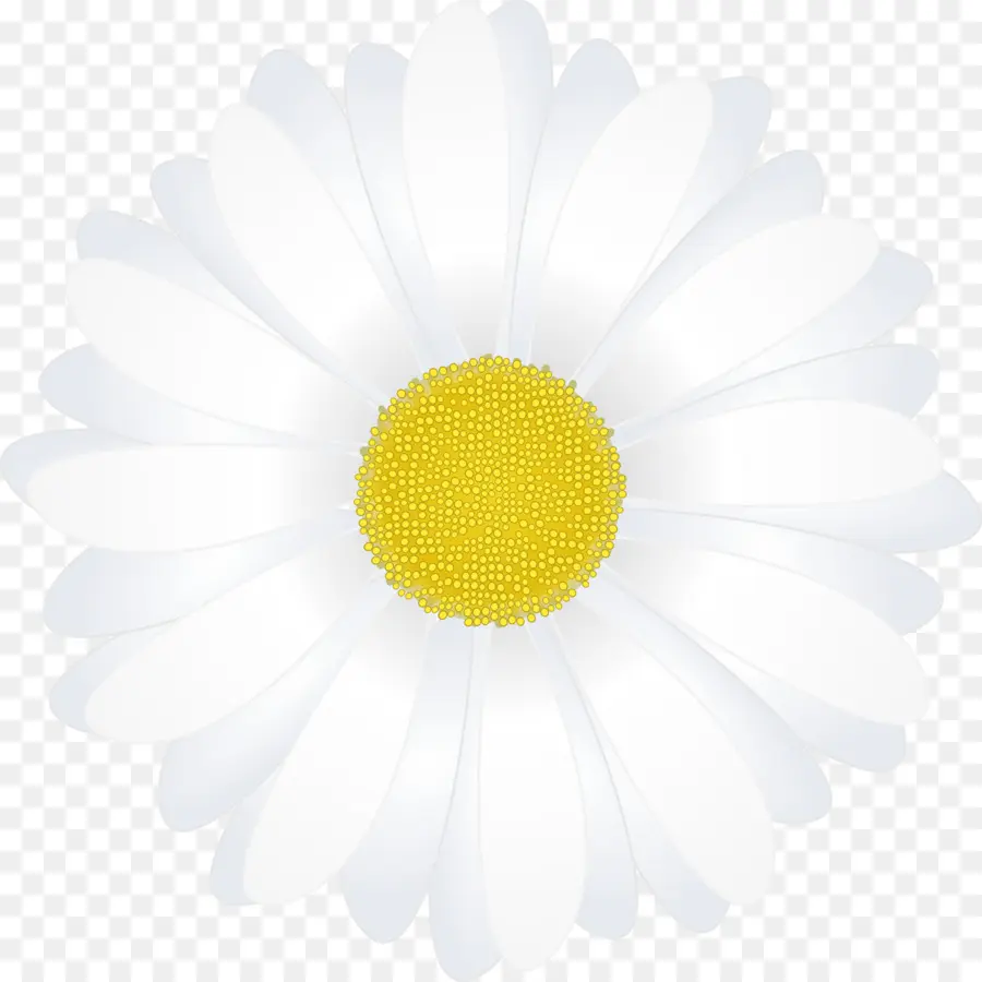 Papel，Comum Daisy PNG