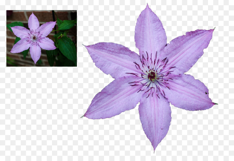 Flor De Couro，Flor PNG