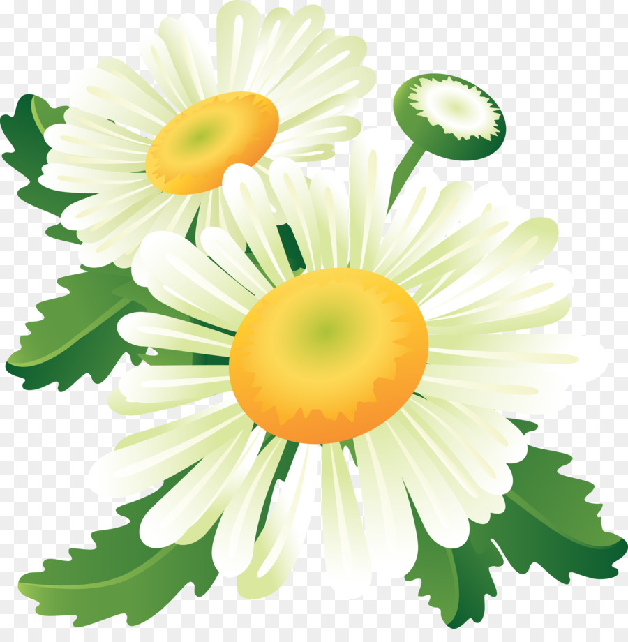 Margaridas，Florescer PNG