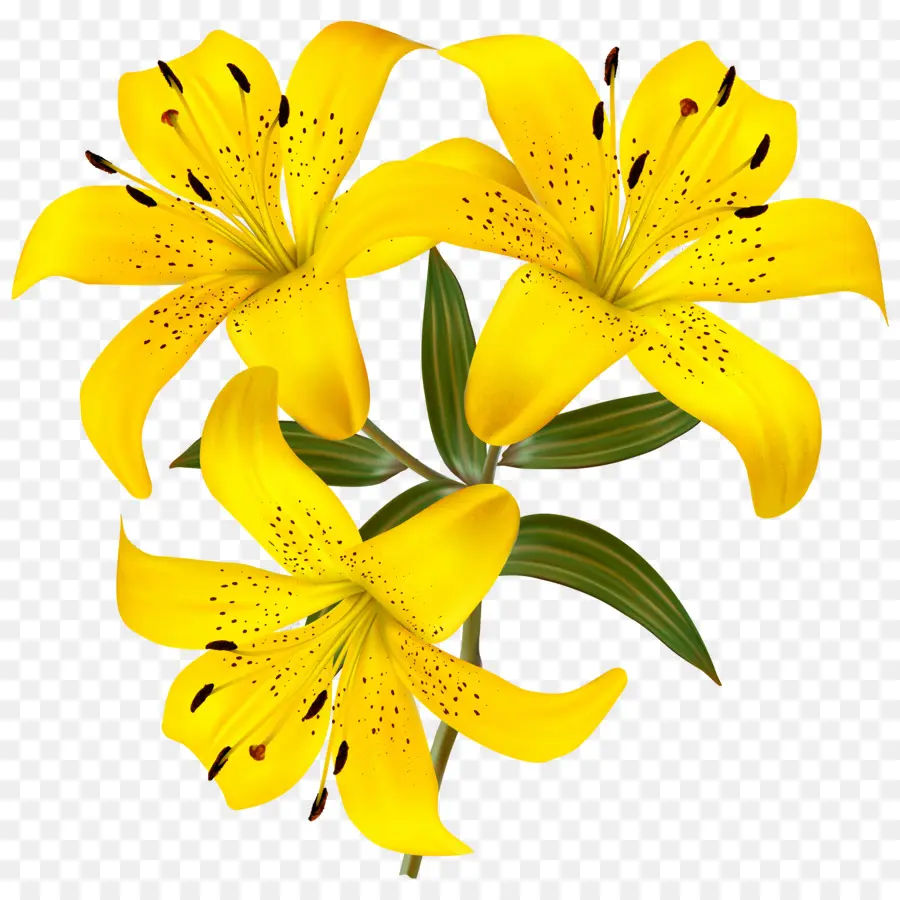 Hemerocallis Fulva，Lilium Bulbiferum PNG