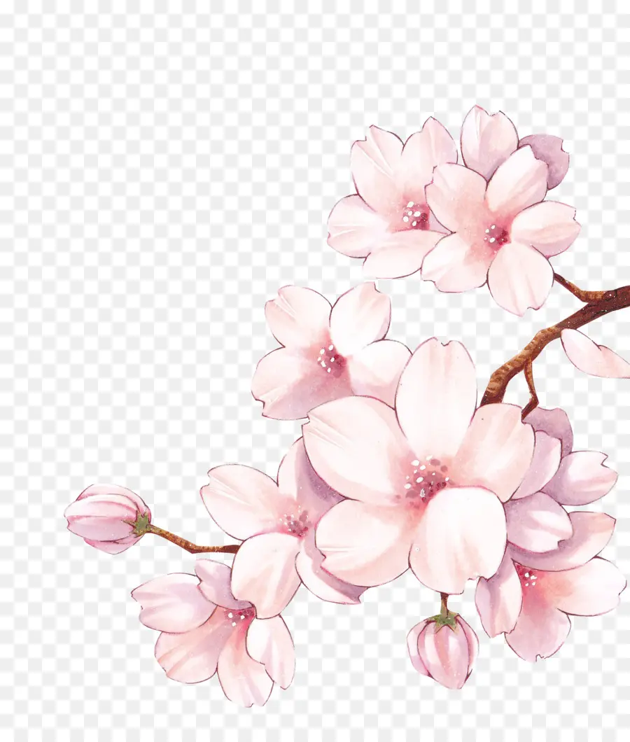 Flor De Cerejeira，Filial PNG